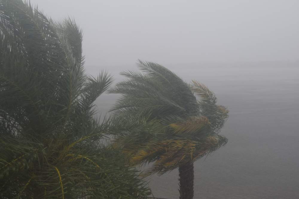 Storm Around Palm Trees